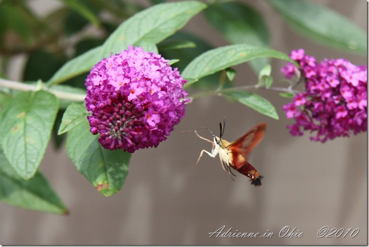 hummingbird bug on butterfly bush photo by Adrienne Zwart
