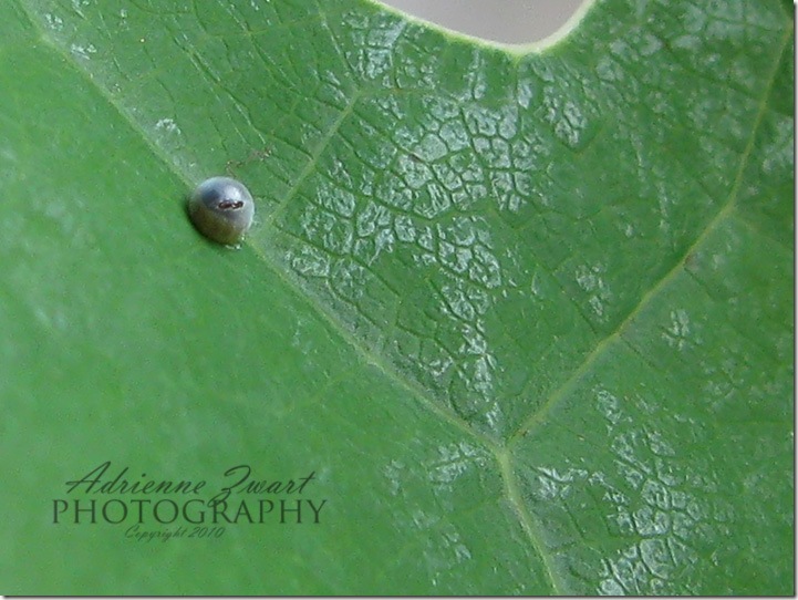 caterpillar chews hole in egg to emerge