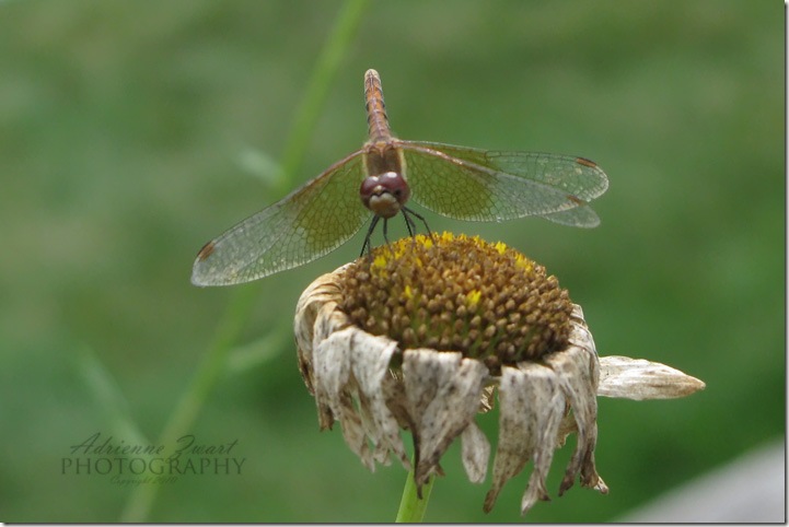 dragonfly resting on dead daisy
