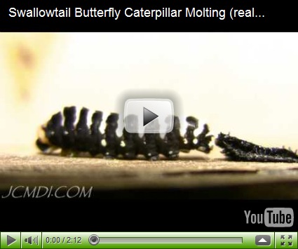 swallowtail shedding skin youtube video