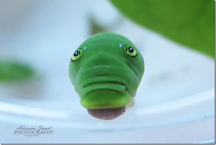 green caterpillar with eyespots - photo by Adrienne Zwart