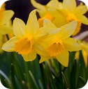 daffodils2008