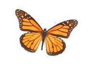 butterfly monarch