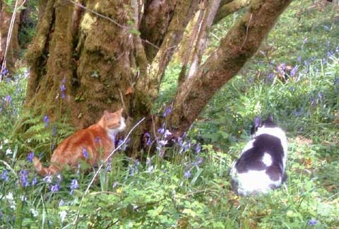 [cats in woods 2[3].jpg]