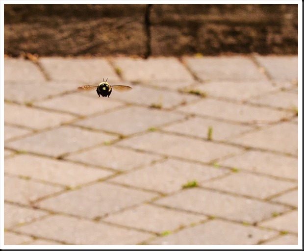 Bee-in-Flight