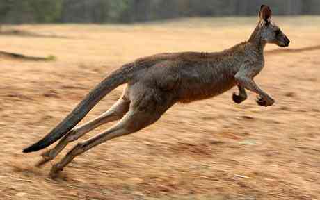 A kangaroo Wild 