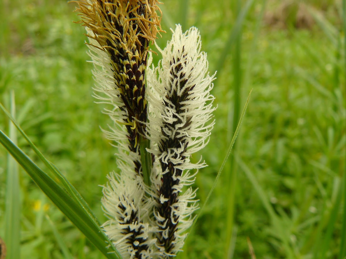 Black sedge