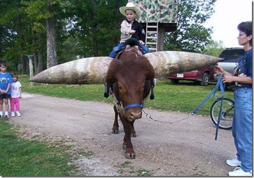 Animal with Big Horn (1)