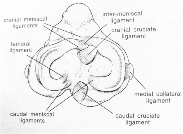 [anatomia-ginocchio[5].png]
