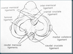 anatomia-ginocchio
