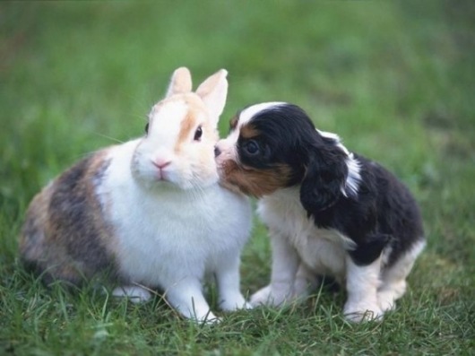 sweet_puppy_rabbit