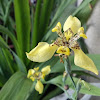 Yellow walking iris