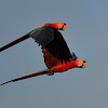 Scarlet Macaw