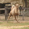 dromedary camel / dromedario