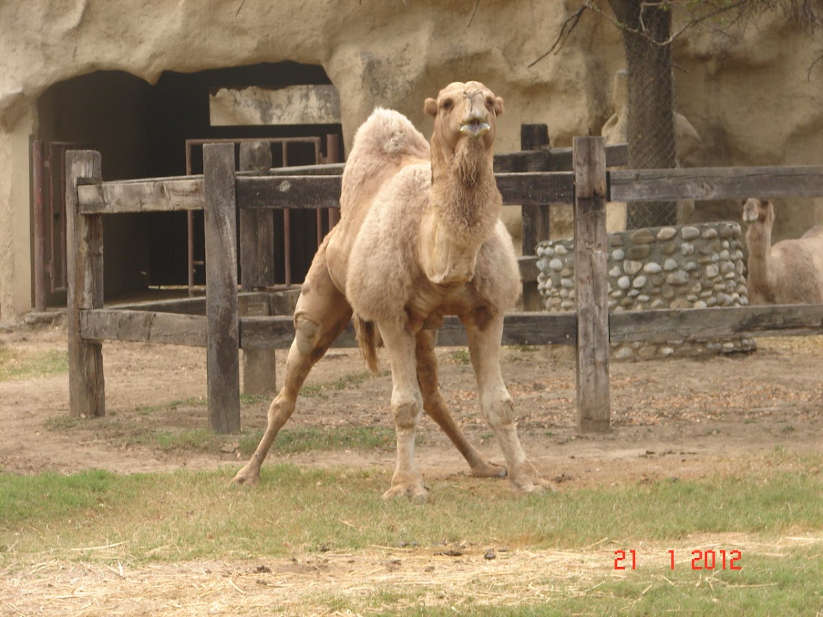 dromedary camel / dromedario