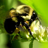 Two-spotted Bumblebee