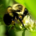 Two-spotted Bumblebee