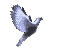 [flying-dove[2].gif]