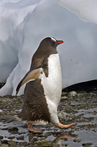 132d2GentooPenguins - This fellow is late for a date!