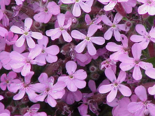 Saponaria ocymoides Saponaria ocymoides