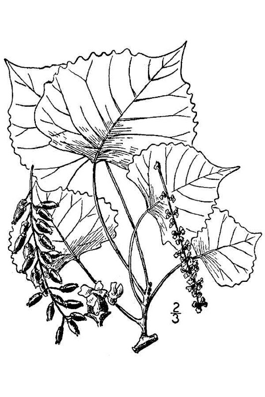 Plains Cottonwood Botany