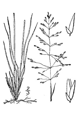 Pineywoods Dropseed - Botany