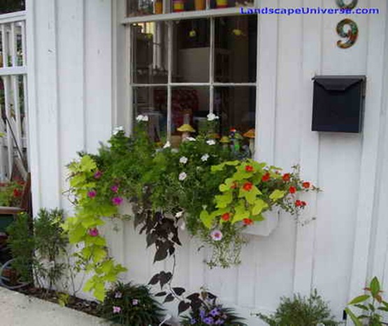 window_box_at_a_shop_window_in_Port_Royal