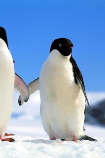 Penguin and Dolphin Wallpaper Screenshots 21