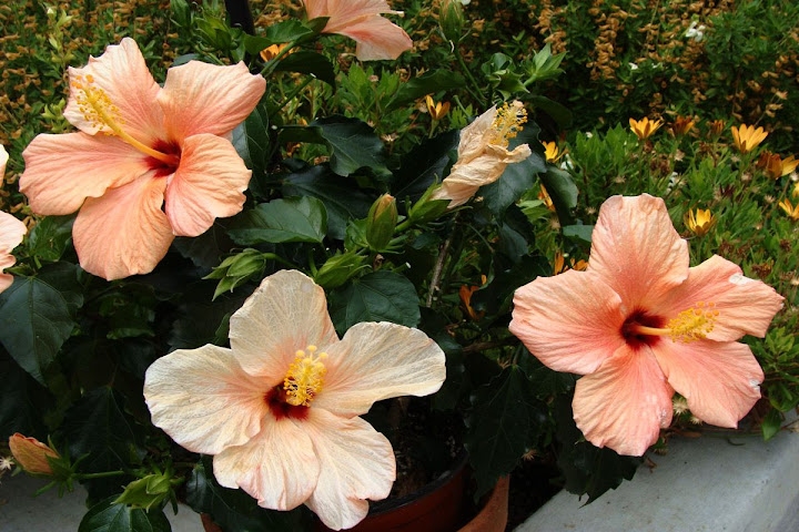 CoralHibiscus.jpg