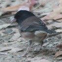 Dark-eyed Junco (Oregon)