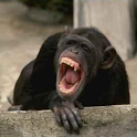 Chimp Sound Effects logo