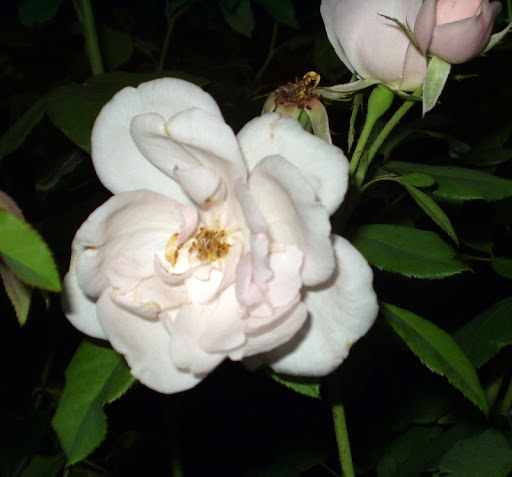 Picasa Web Albums - Donald Pierce - Charleson Tib.