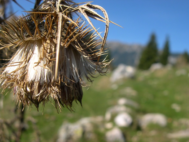 piatra craiului 089