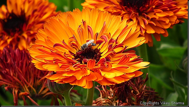Gold-Ruby: Orange Chrysanthemum flowers represent optimism ...