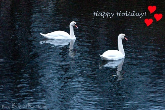 water_20101118_G9_swans