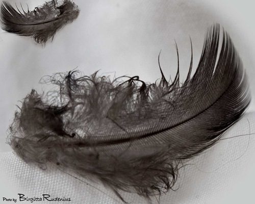 17_2011_feathers