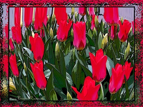 pm_20110405_tulips
