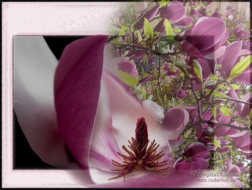 pm_20110424_magnolia