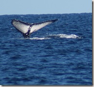 WhaleWatching_Cabo02