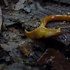 Hammerhead worm