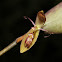 Pleurothallis talpinaria