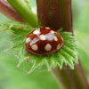 Cream spot ladybird