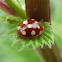 Cream spot ladybird