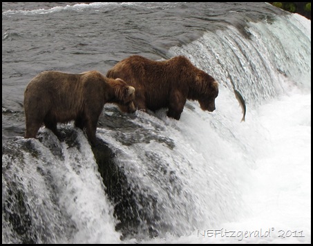 IMG_2730Grizzly BearsFishing BrooksFalls KatmaiNP