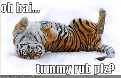 Tiger Tummy Rub