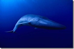 blue_whale