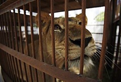 Rescued Lioness