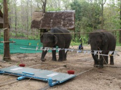 elephants_cooperating