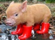 [Pig-in-Boots3.jpg]