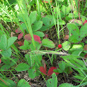 Common wild strawberry